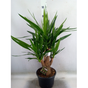 Yucca elephantipes   ...