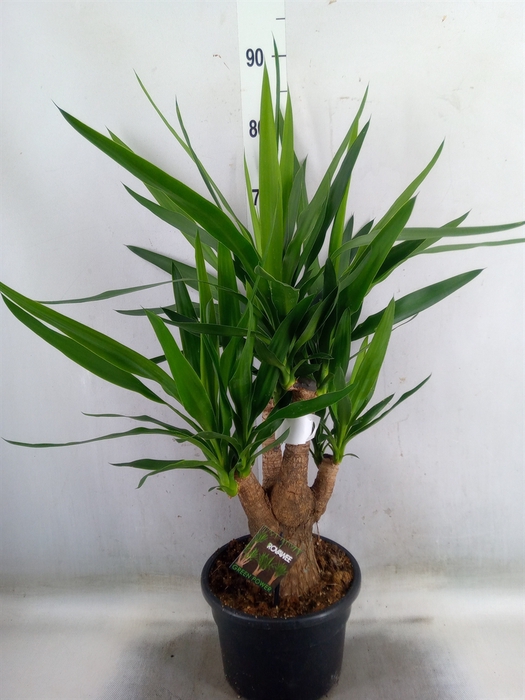 <h4>Yucca elephantipes   ...</h4>