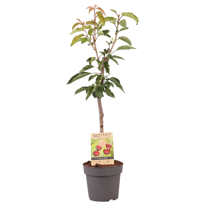 <h4>Prunus Avium Regina Patioboom</h4>