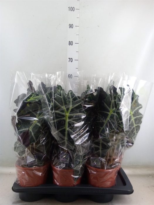<h4>Alocasia amazonica 'Polly'</h4>