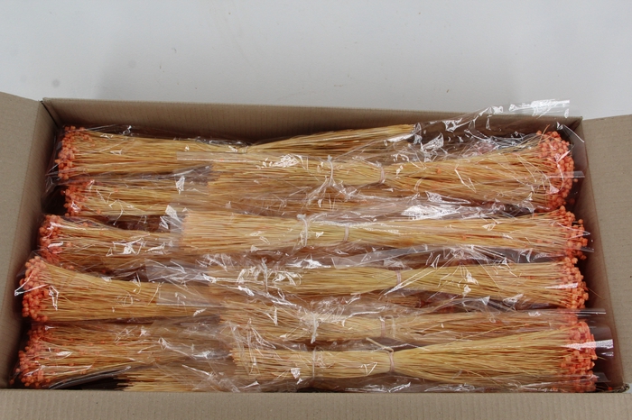 <h4>DF Berina Orange Bs</h4>