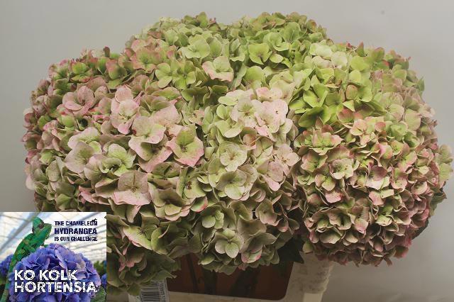 <h4>HYDR OV CLASSIC</h4>