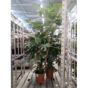 Fatsia japonica   ...