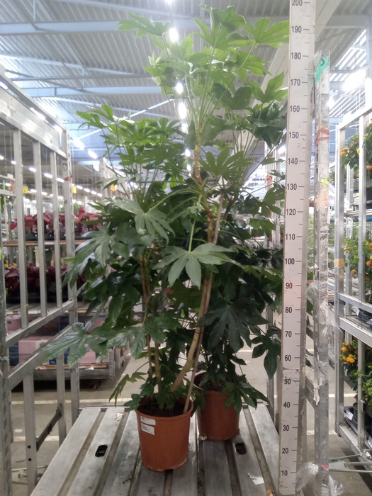<h4>Fatsia japonica   ...</h4>