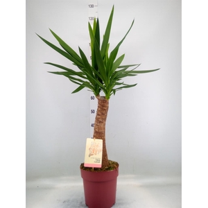 Yucca elephantipes   ...