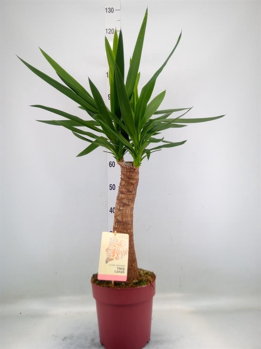 <h4>Yucca elephantipes   ...</h4>