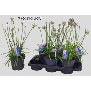 AGAPA BRILLIANT BLUE