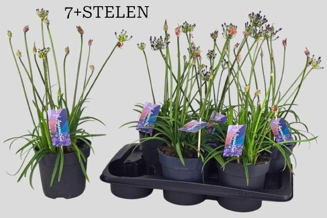 <h4>AGAPA BRILLIANT BLUE</h4>