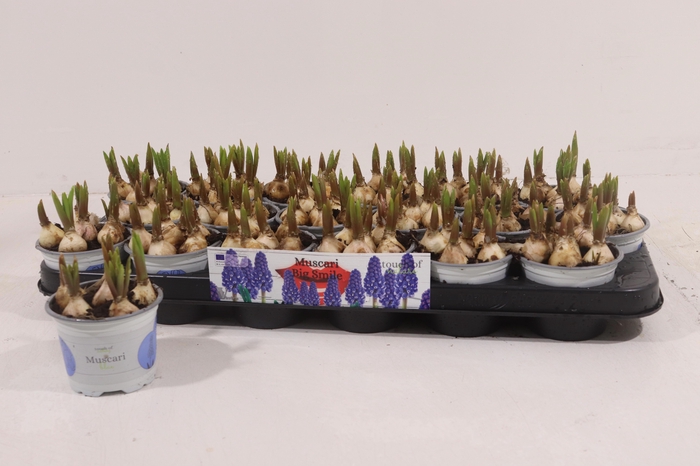 <h4>MUSCAR BIG SMILE</h4>