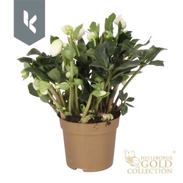 <h4>HGC Helleborus Joshua in het goud</h4>