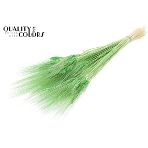 Triticum Beard per bunch BleachedMint