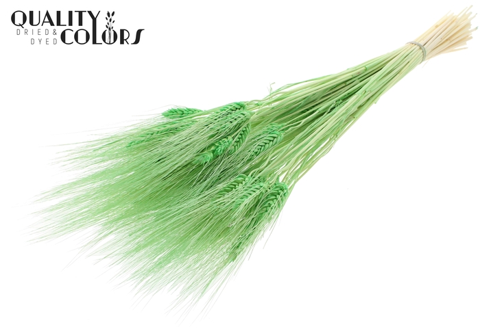 Triticum Beard per bunch BleachedMint