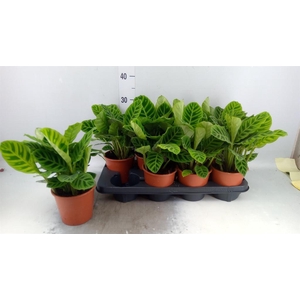 Calathea zebrina