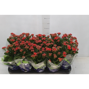 KALANCHOE DOBRADO P11 VERMELHO
