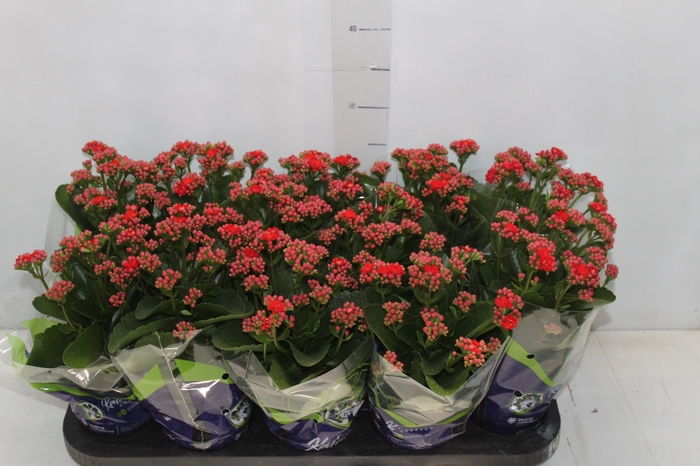 KALANCHOE DOBRADO P11 VERMELHO