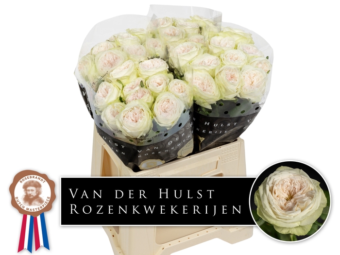 <h4>R Gr Bal Dream Summerhouse Hulst</h4>