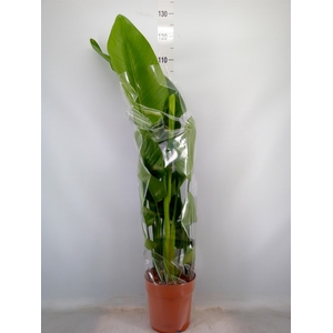 Strelitzia nicolai