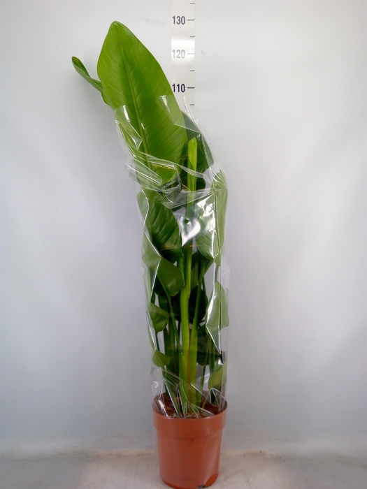 <h4>Strelitzia nicolai</h4>
