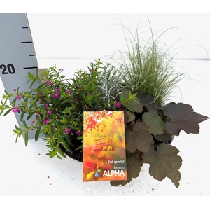 VASTE PLANTEN OV