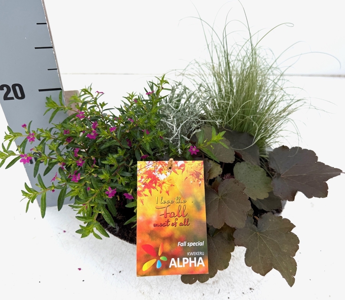 <h4>VASTE PLANTEN OV</h4>