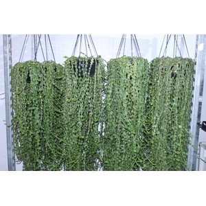 TOSTAO ESMERALDA C21 PENDENTE