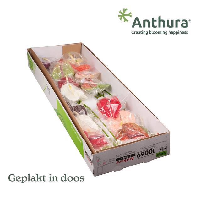 <h4>Anthurium mix in box</h4>