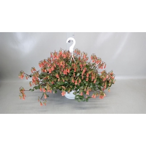 Kalanchoe HG 'Mariko'