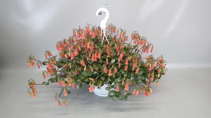 <h4>Kalanchoe HG 'Mariko'</h4>