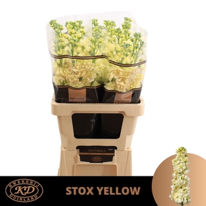 MATTH STOX YELLOW