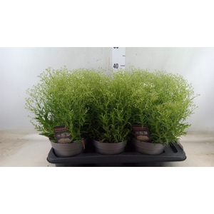 Gypsophila panic. 'Summer Sparkles'