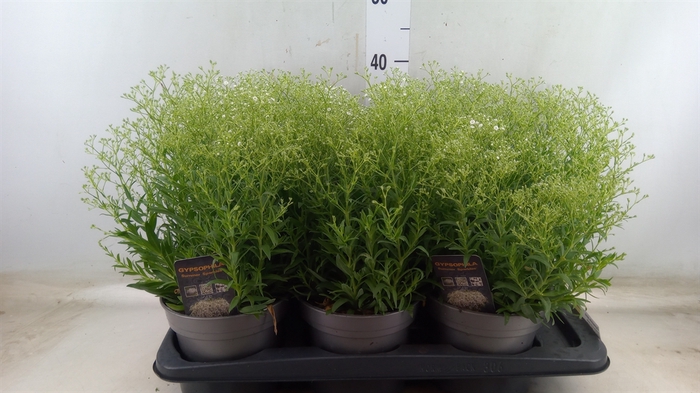 <h4>Gypsophila panic. 'Summer Sparkles'</h4>