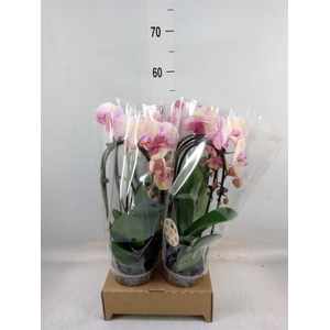 Phalaenopsis  'Elegant Cascade'