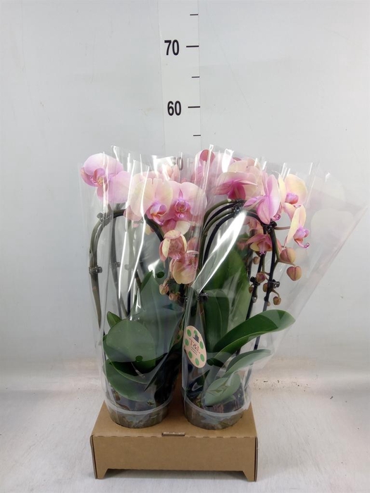 <h4>Phalaenopsis 'Elegant Cascade'</h4>