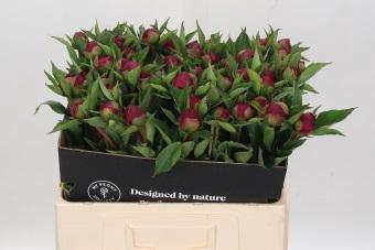 <h4>Paeonia White Cap</h4>