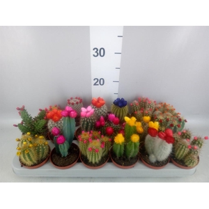 Cactus ...decorated