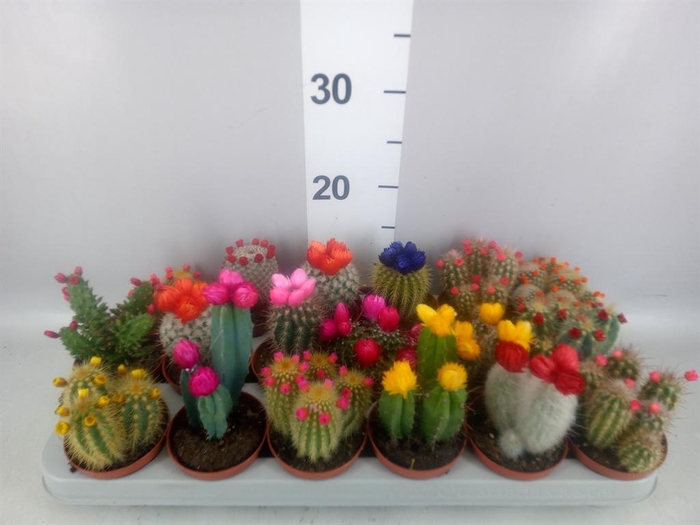 <h4>Cactus   ...decorated</h4>