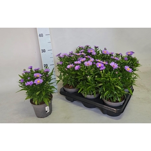 ASTER OV