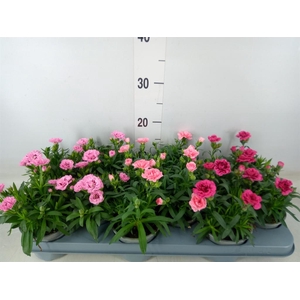 Dianthus  'Oscar'   ...mix