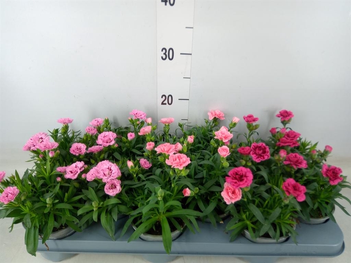 <h4>Dianthus  'Oscar'   ...mix</h4>