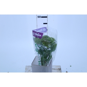 DIANTHUS GREEN BALL 050 CM