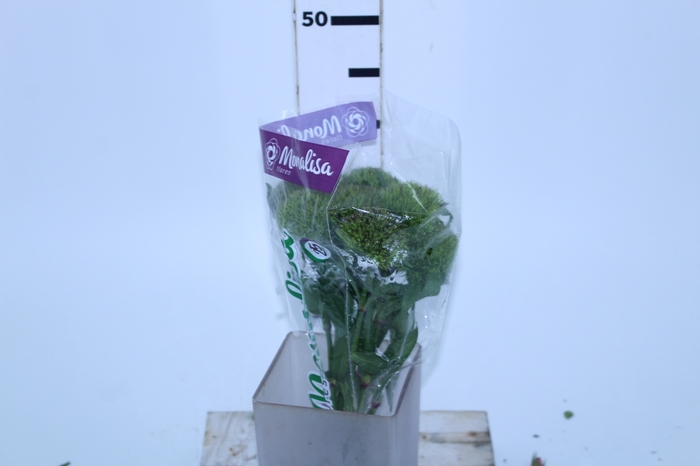 DIANTHUS GREEN BALL 050 CM