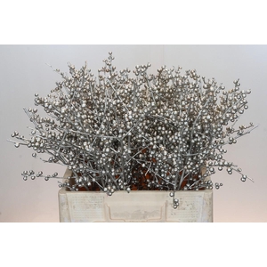 Ilex paint Platina