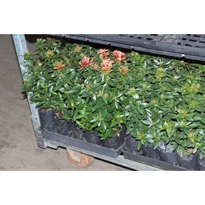 IXORA MINI VERMELHO SAQ 30