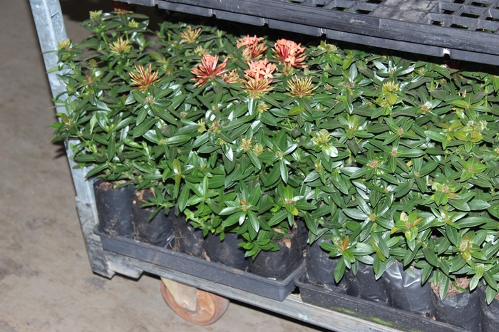 <h4>IXORA MINI VERMELHO SAQ 30</h4>