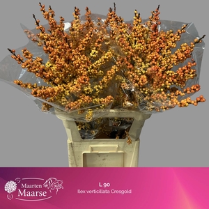 ILEX VE MAG CRESGOLD