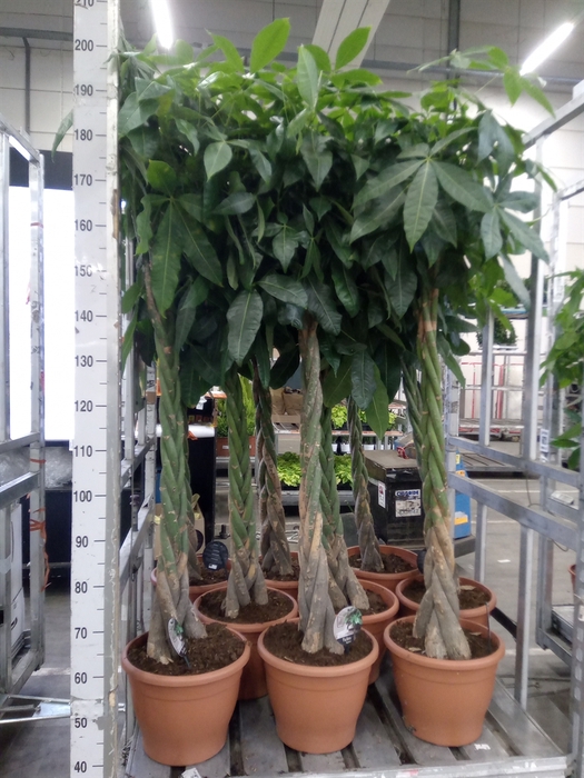 <h4>Pachira aquatica</h4>