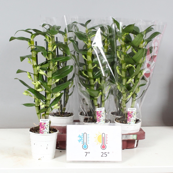 <h4>DENDR N SC APOLLON</h4>