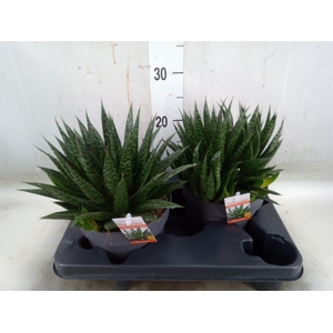 Gasteria
