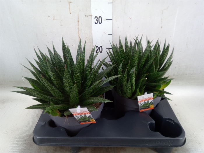 <h4>Gasteria</h4>
