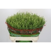Lepidium Green Dragon
